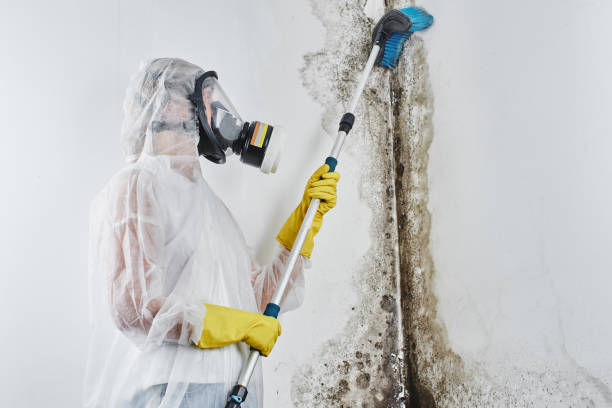 Why You Should Choose Our Mold Remediation Services in Webster Groves, MO